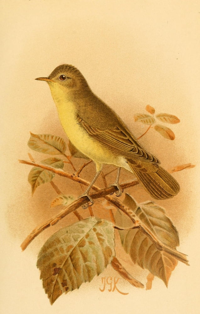 Birds of the British Islands 1885 Warbler Icterine Canvas Art - John G Keulemans (24 x 36)