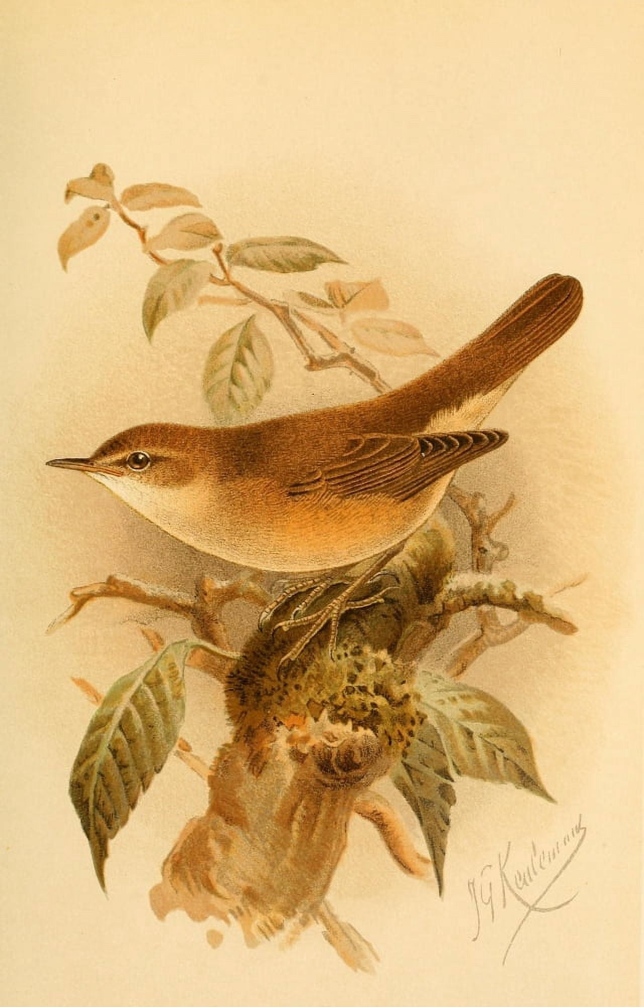 Birds of the British Islands 1885 Warbler Marsh Canvas Art - John G Keulemans (18 x 24)