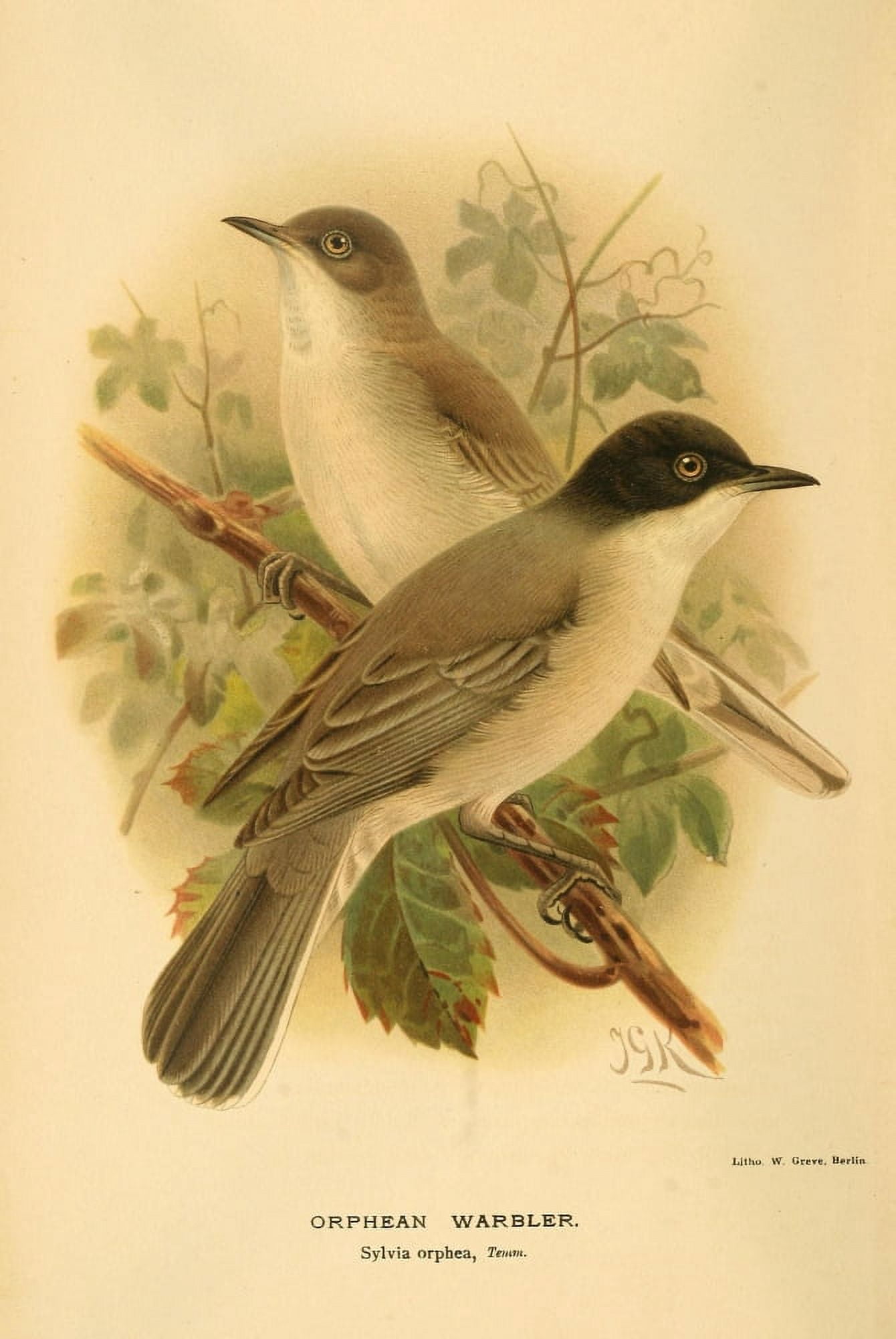 Birds of the British Islands 1885 Warbler Orphean Canvas Art - John G Keulemans (18 x 24)