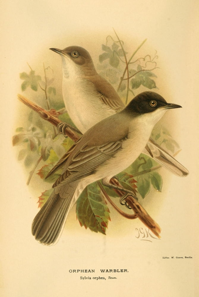 Birds of the British Islands 1885 Warbler Orphean Canvas Art - John G Keulemans (24 x 36)