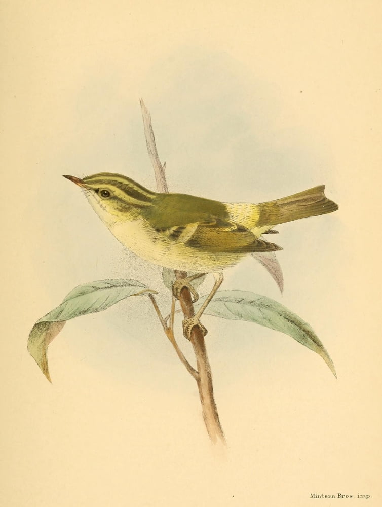 Birds of the British Islands 1885 Warbler Pallass Willow Canvas Art - John G Keulemans (24 x 36)