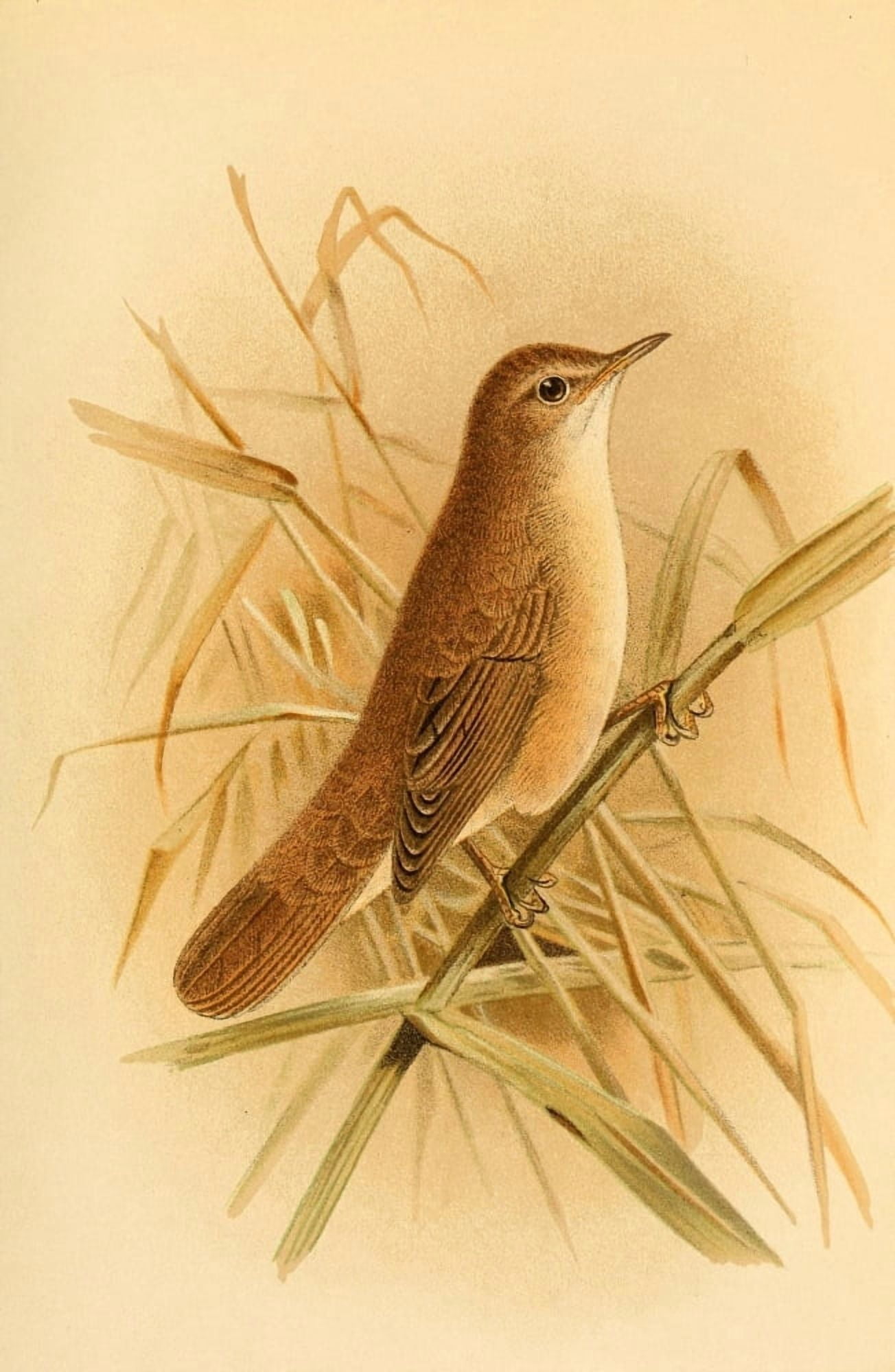 Birds of the British Islands 1885 Warbler Reed Canvas Art - John G Keulemans (18 x 24)