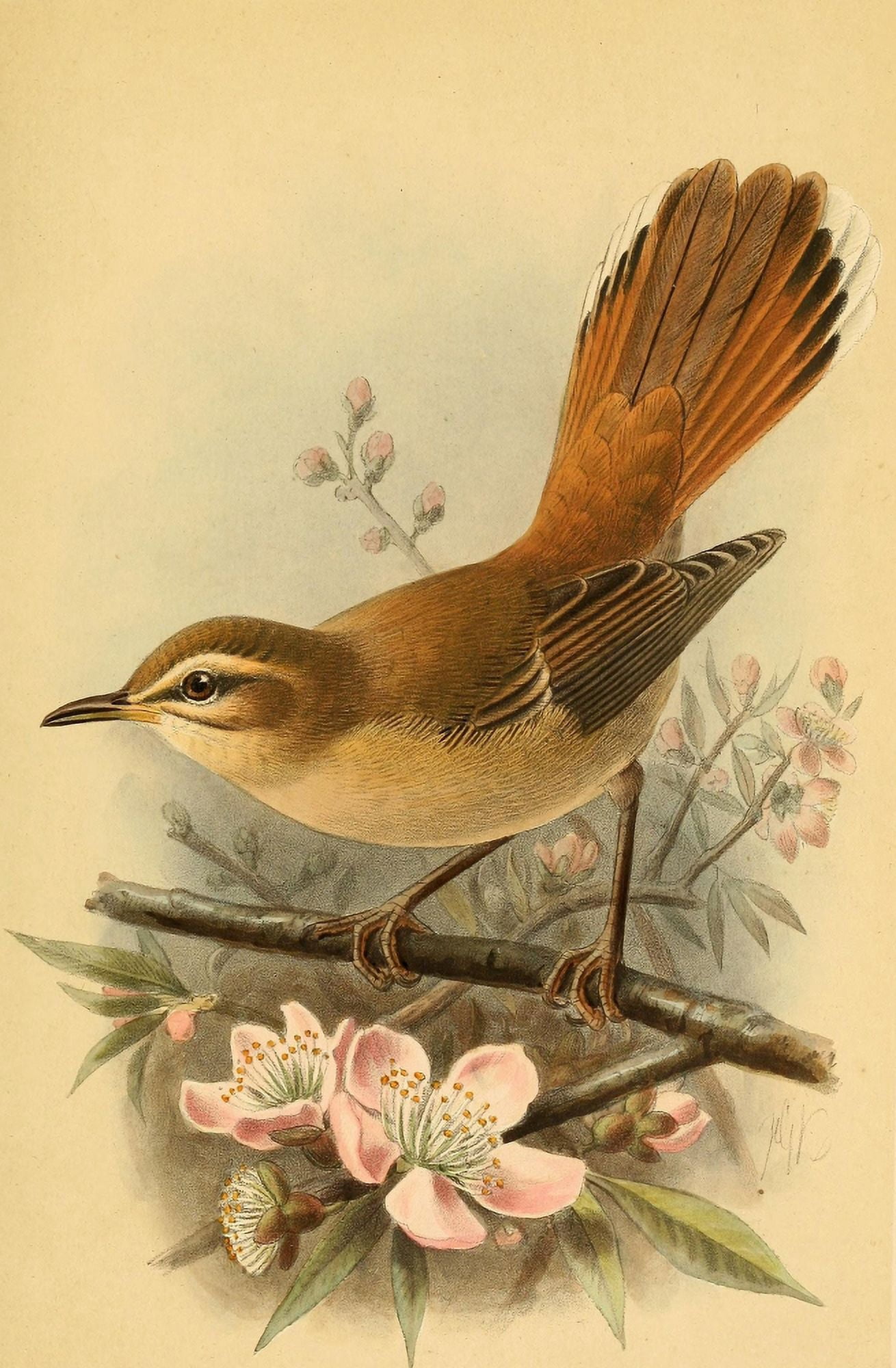 Birds of the British Islands 1885 Warbler Rufous Canvas Art - John G Keulemans (18 x 24)
