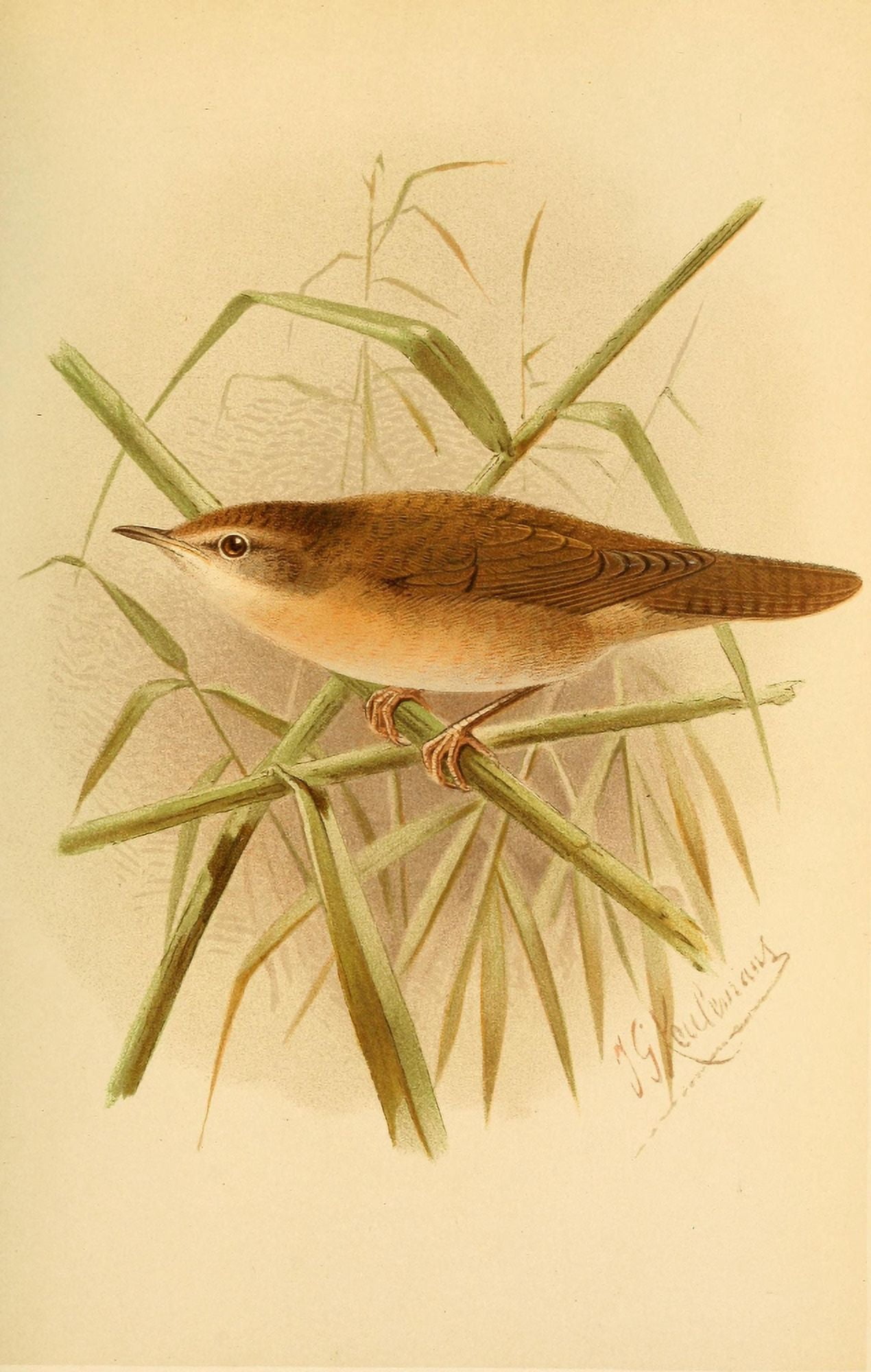 Birds of the British Islands 1885 Warbler Savis Canvas Art - John G Keulemans (18 x 24)