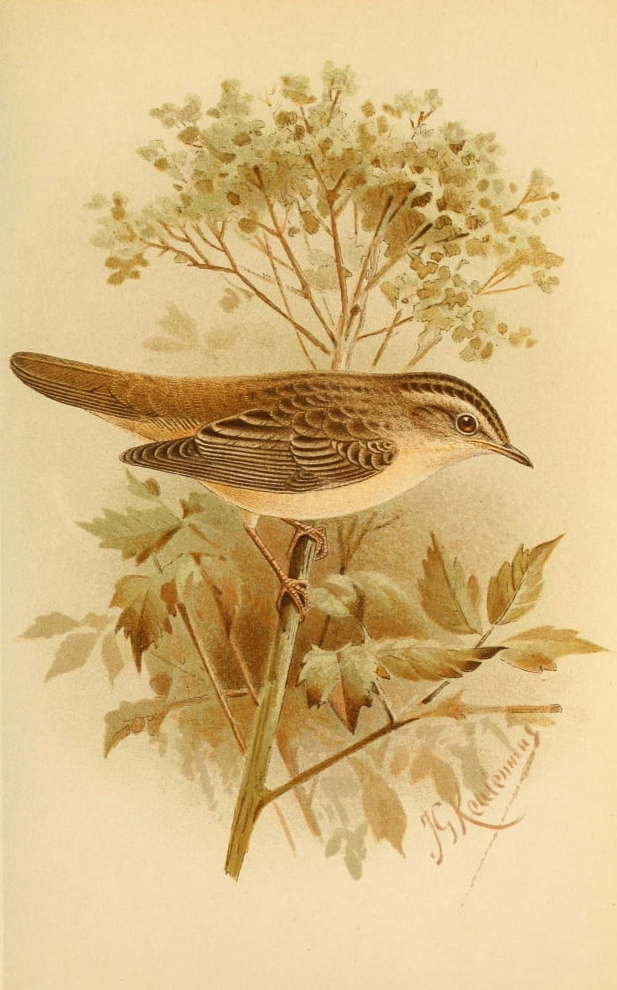 Birds of the British Islands 1885 Warbler Sedge Canvas Art - John G Keulemans (24 x 36)