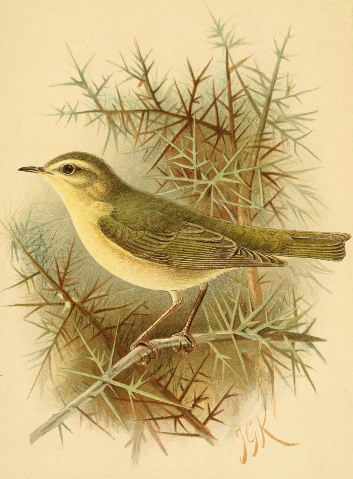 Birds of the British Islands 1885 Warbler Willow Canvas Art - John G Keulemans (18 x 24)
