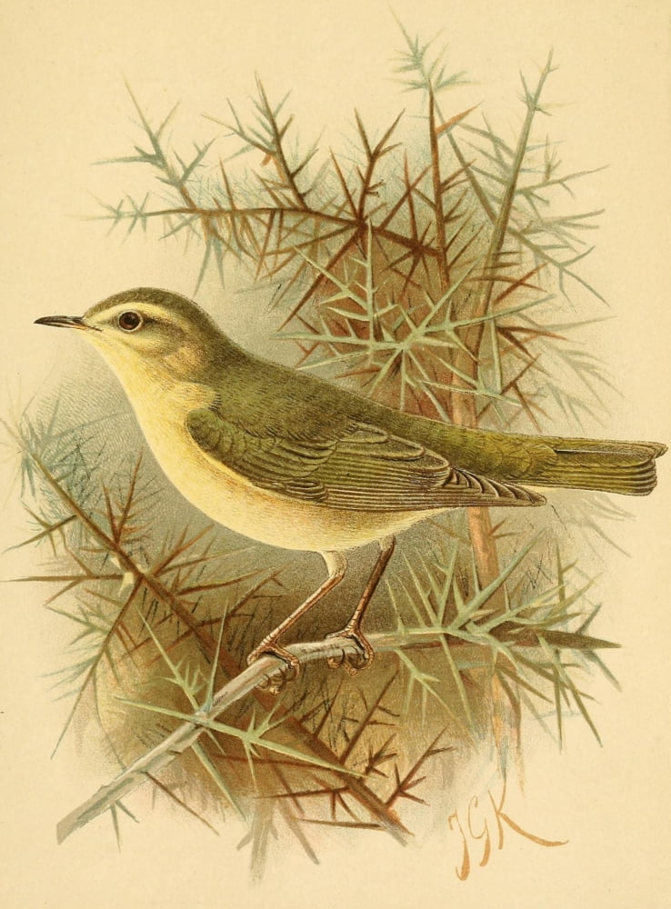 Birds of the British Islands 1885 Warbler Willow Canvas Art - John G Keulemans (24 x 36)