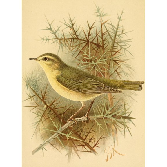 Birds of the British Islands 1885 Warbler, Willow Poster Print by John G. Keulemans (24 x 36)