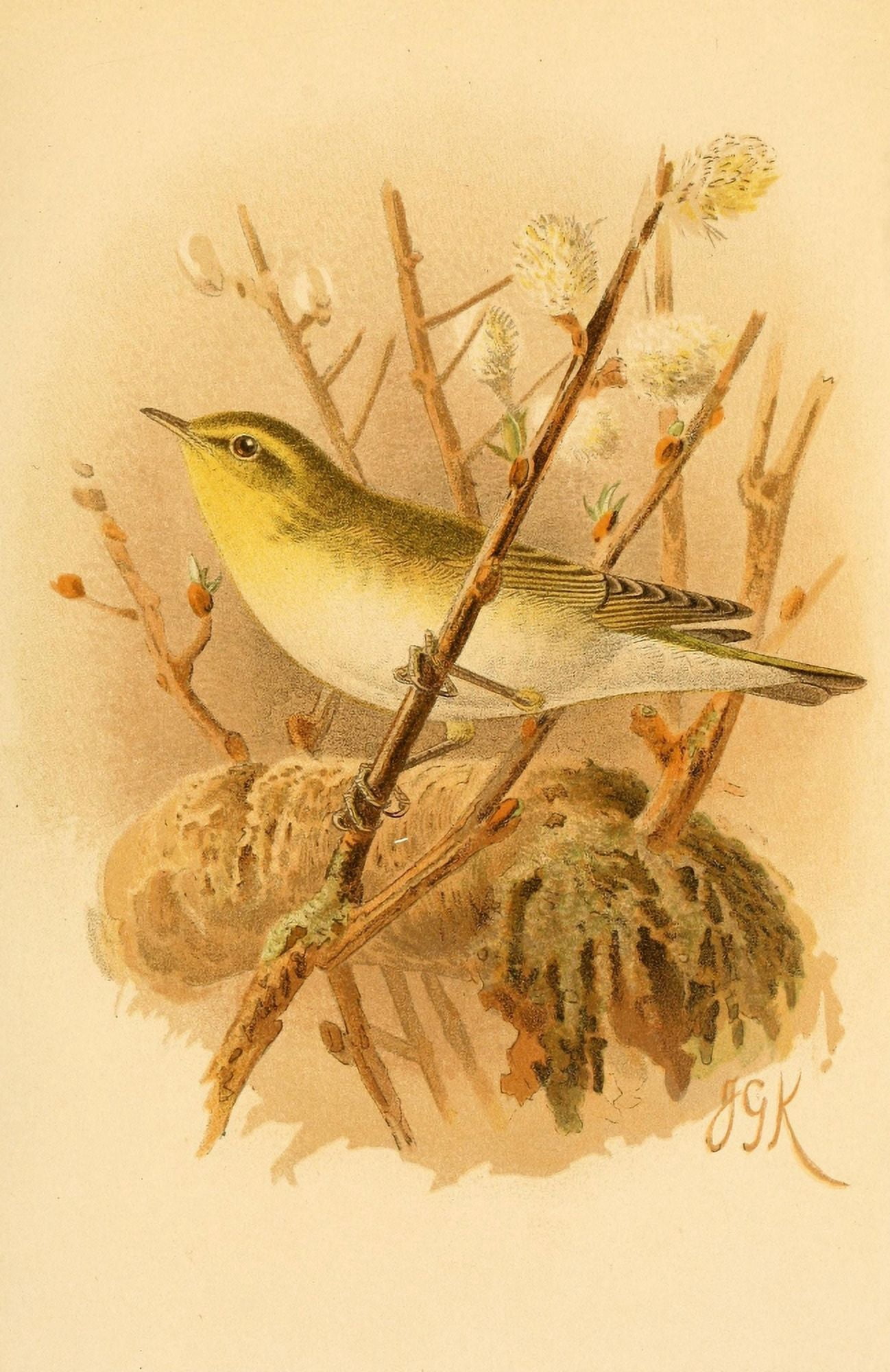 Birds of the British Islands 1885 Warbler Wood Canvas Art - John G Keulemans (24 x 36)