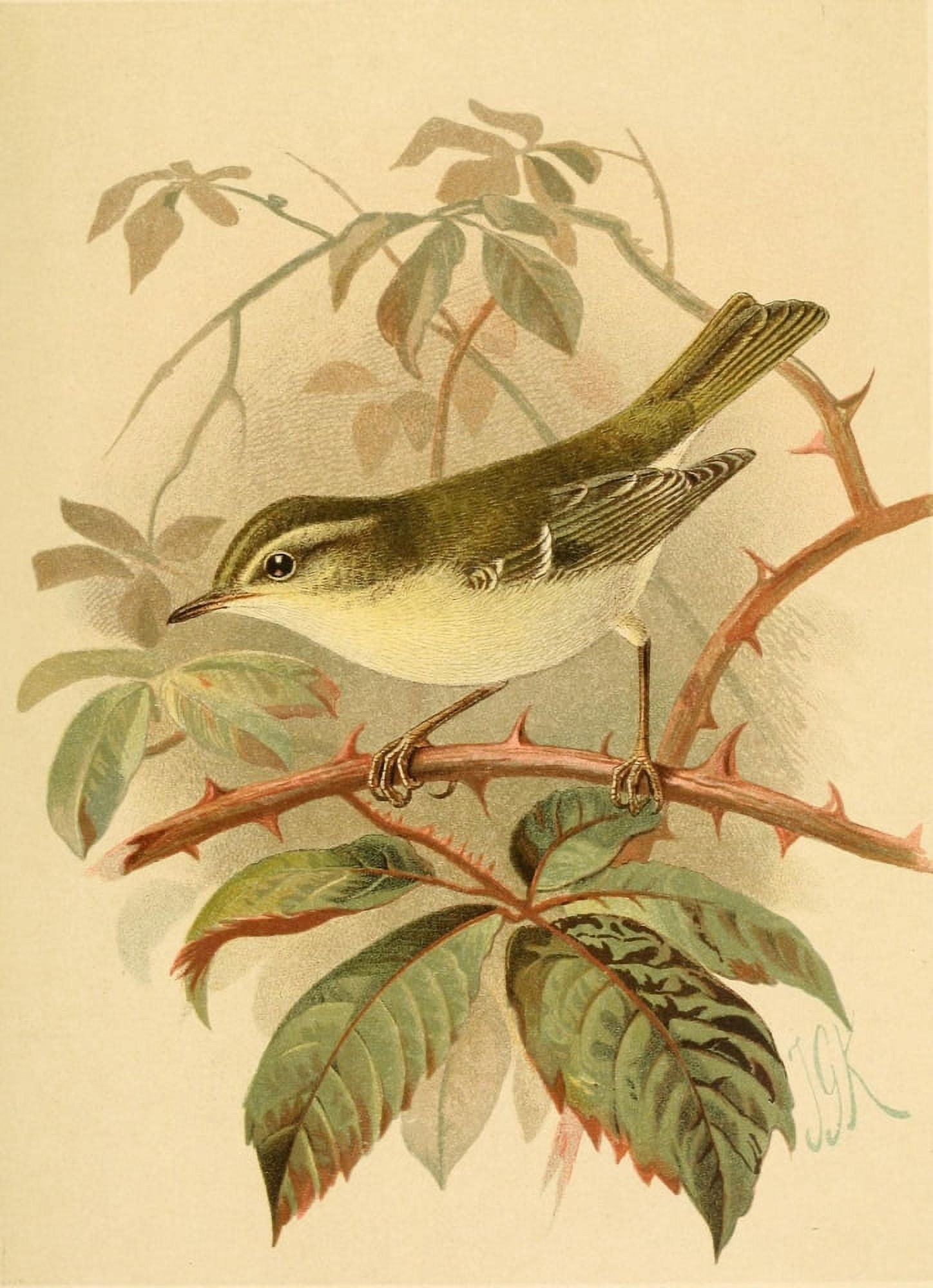 Birds of the British Islands 1885 Warbler Yellow-browed Canvas Art - John G Keulemans (18 x 24)