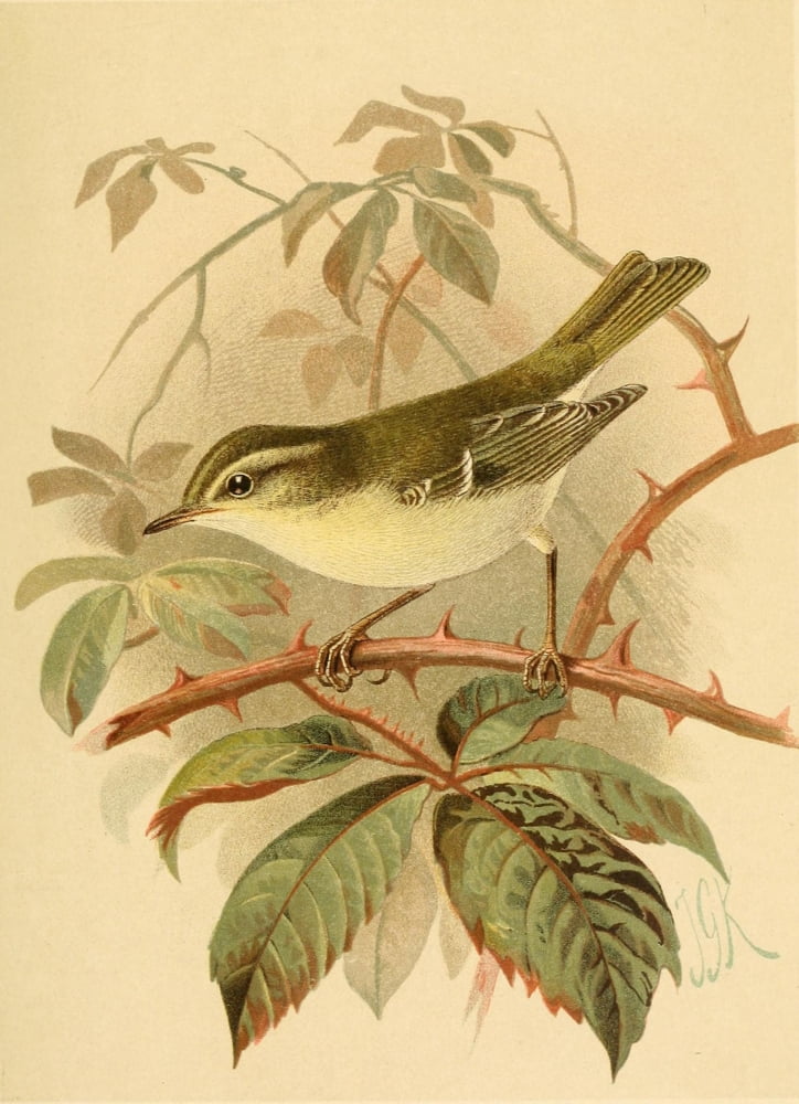 Birds of the British Islands 1885 Warbler Yellow-browed Canvas Art - John G Keulemans (24 x 36)