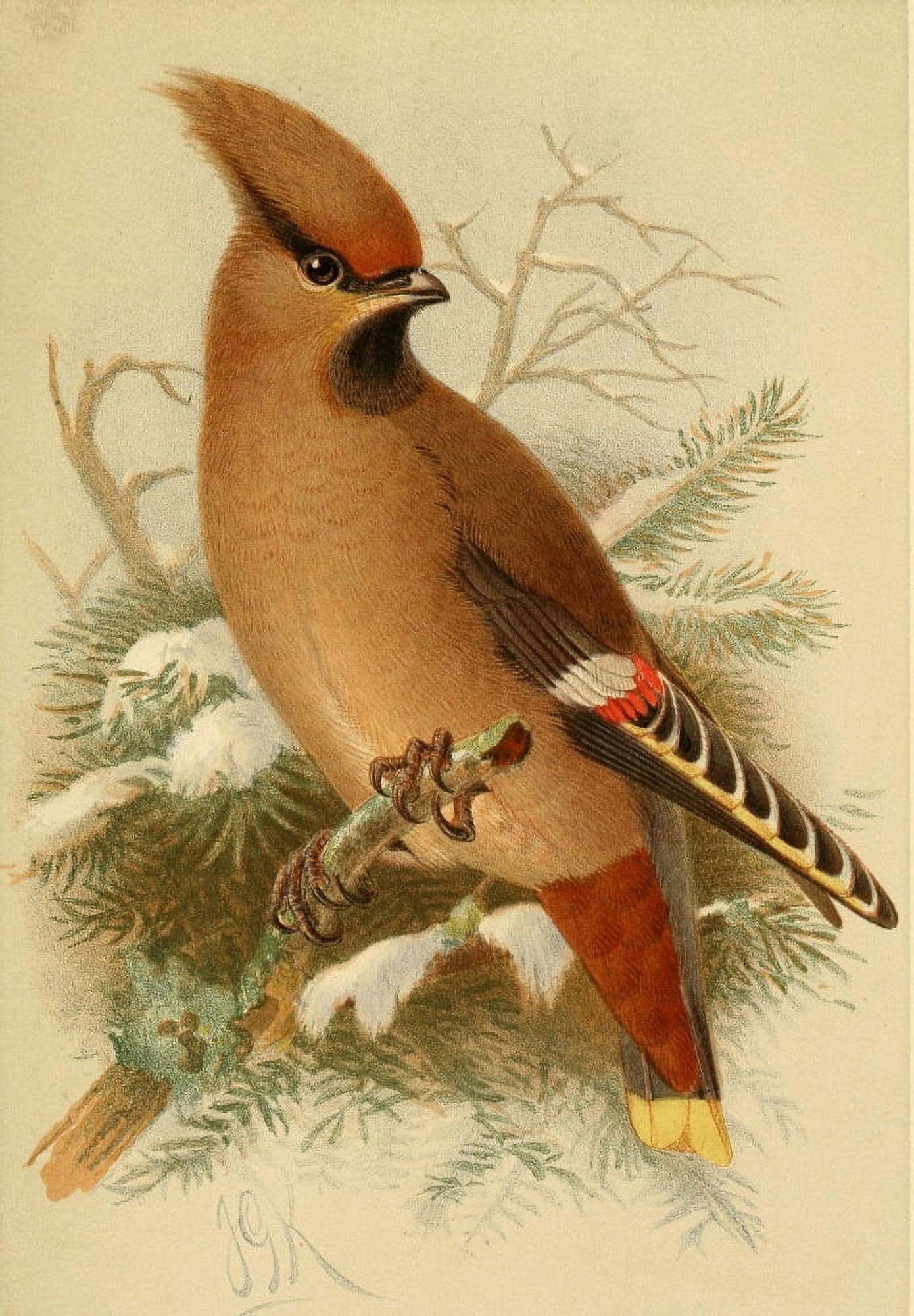 Birds of the British Islands 1885 Waxwing Canvas Art - John G Keulemans (18 x 24)