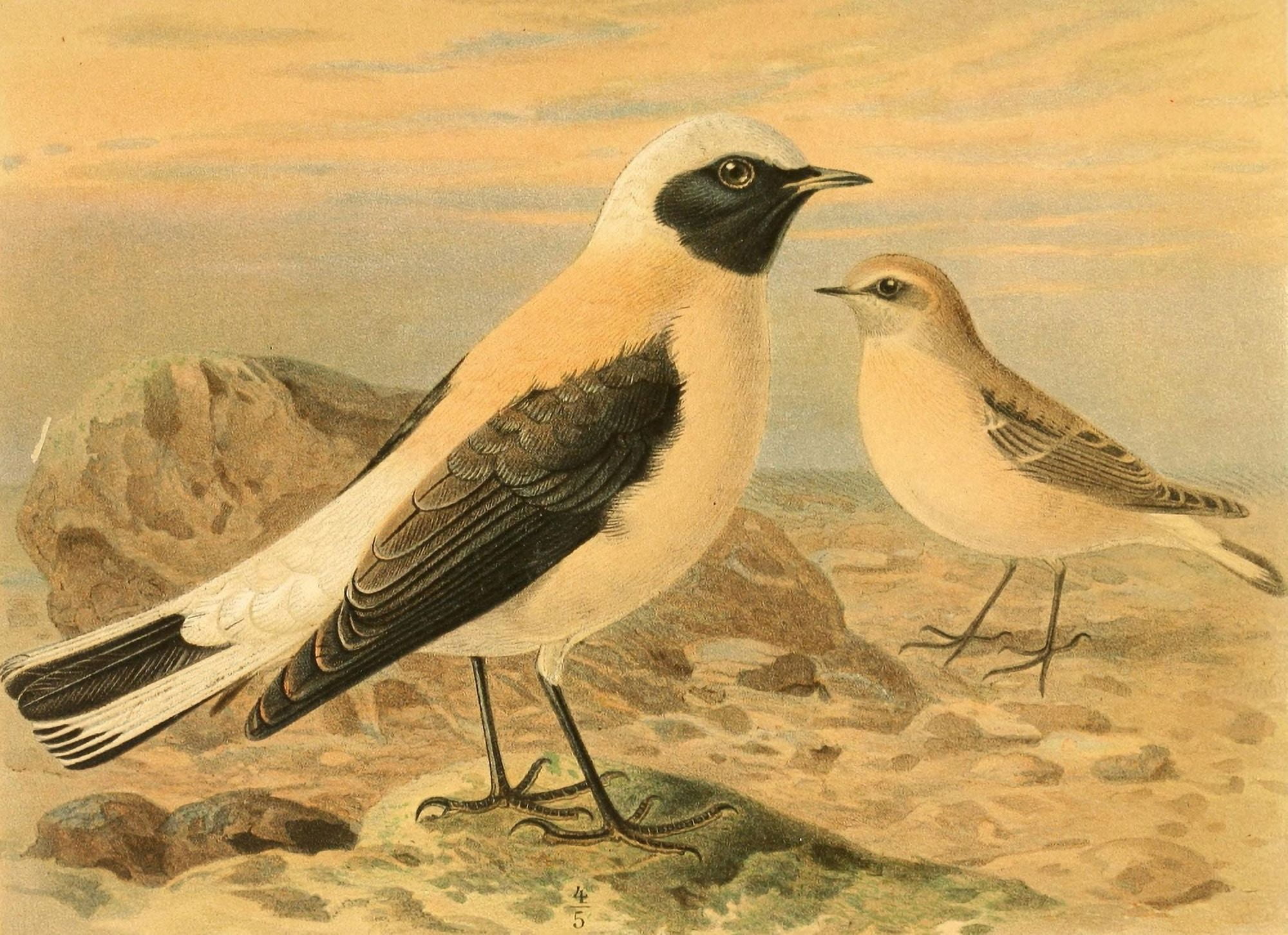 Birds of the British Islands 1885 Wheatear Black-throated Canvas Art - John G Keulemans (24 x 36)