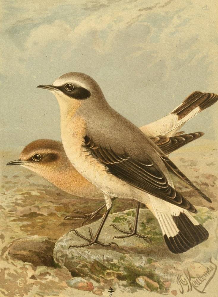 Birds of the British Islands 1885 Wheatear Canvas Art - John G Keulemans (18 x 24)