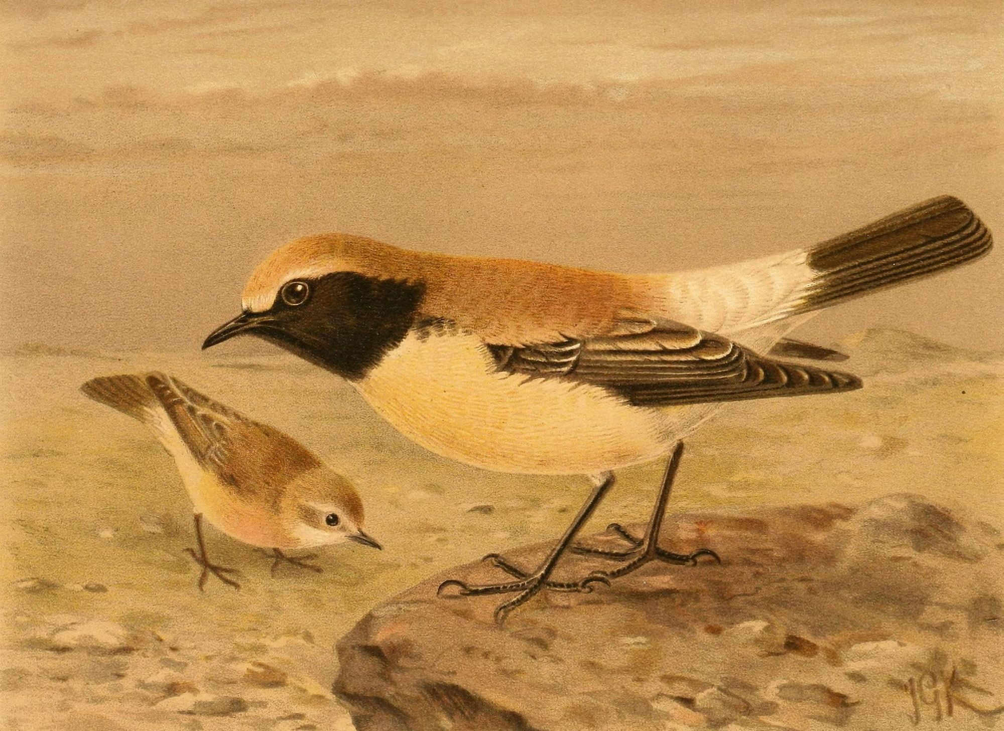 Birds of the British Islands 1885 Wheatear Desert Canvas Art - John G Keulemans (18 x 24)