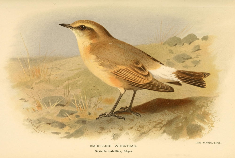 Birds of the British Islands 1885 Wheatear Isabelline Canvas Art - Archibald Thorburn (24 x 36)