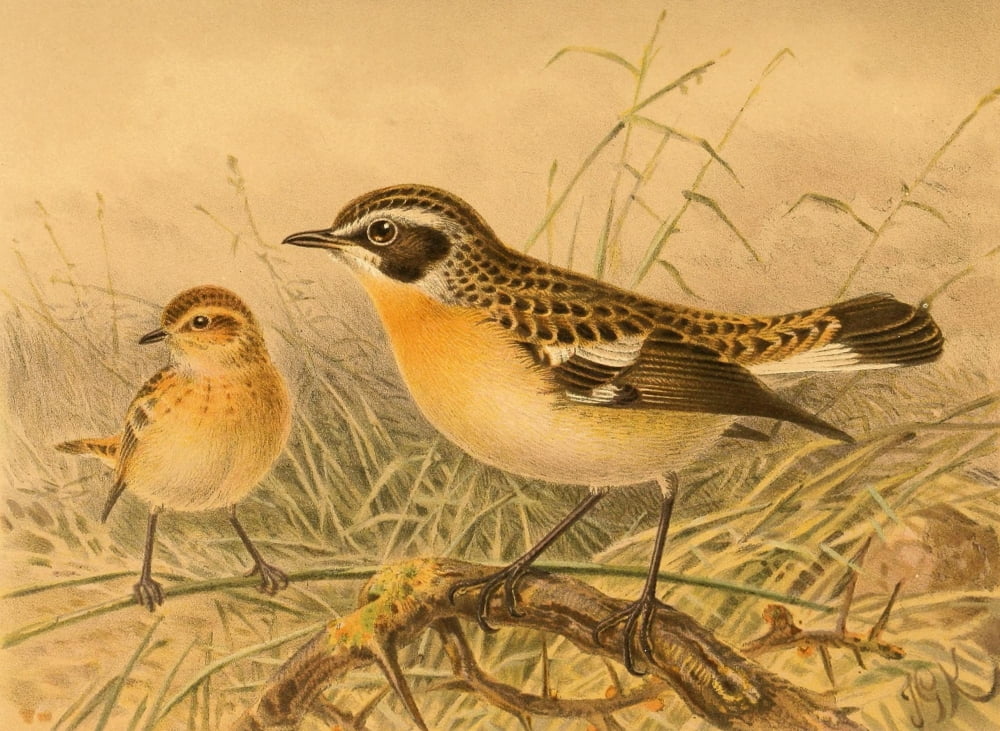 Birds of the British Islands 1885 Whinchat Canvas Art - John G Keulemans (18 x 24)