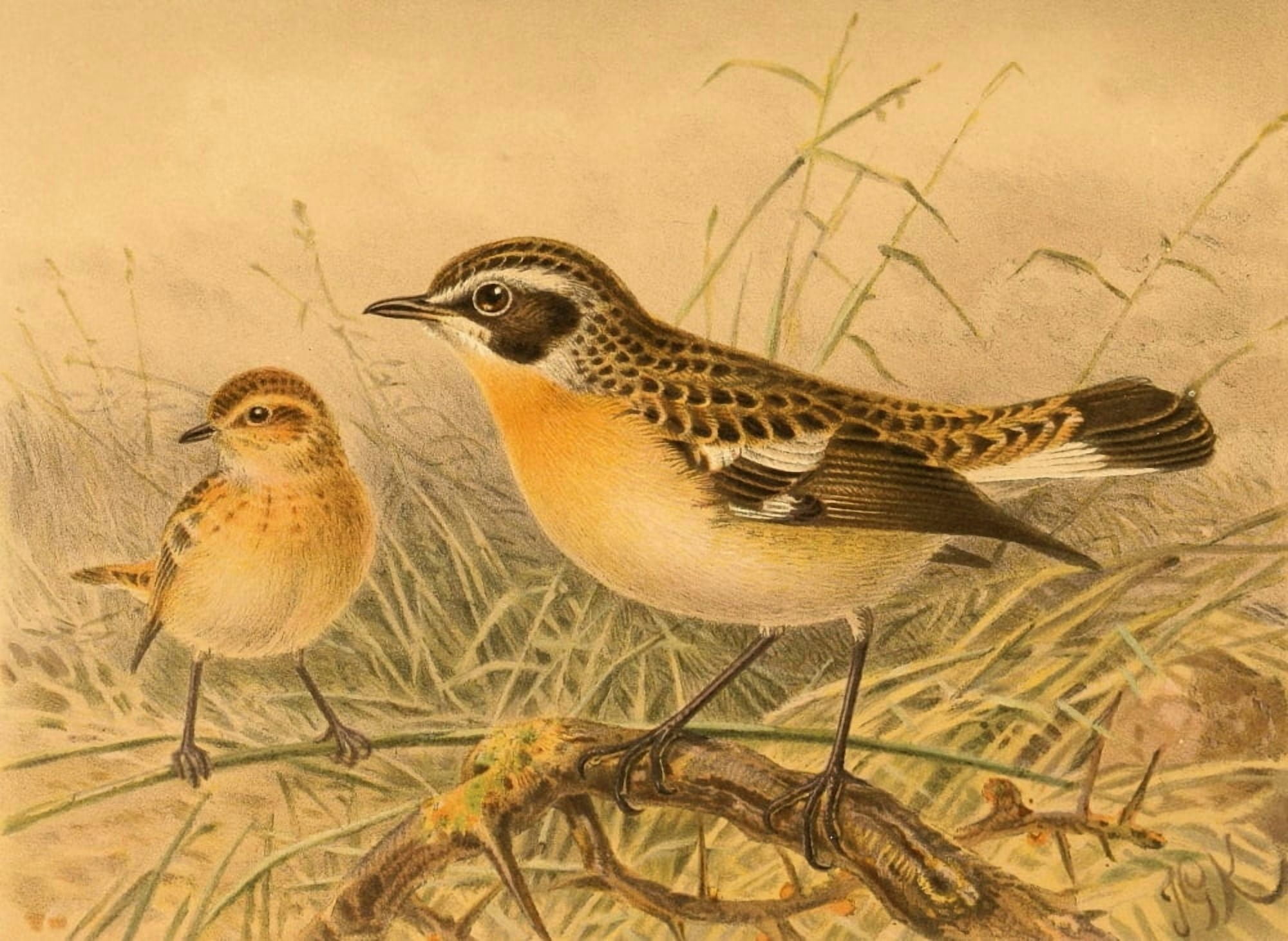 Birds of the British Islands 1885 Whinchat Canvas Art - John G Keulemans (24 x 36)