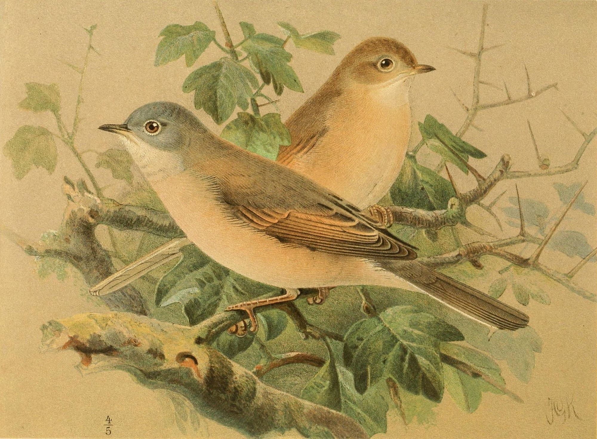 Birds of the British Islands 1885 Whitethroat Canvas Art - John G Keulemans (24 x 36)
