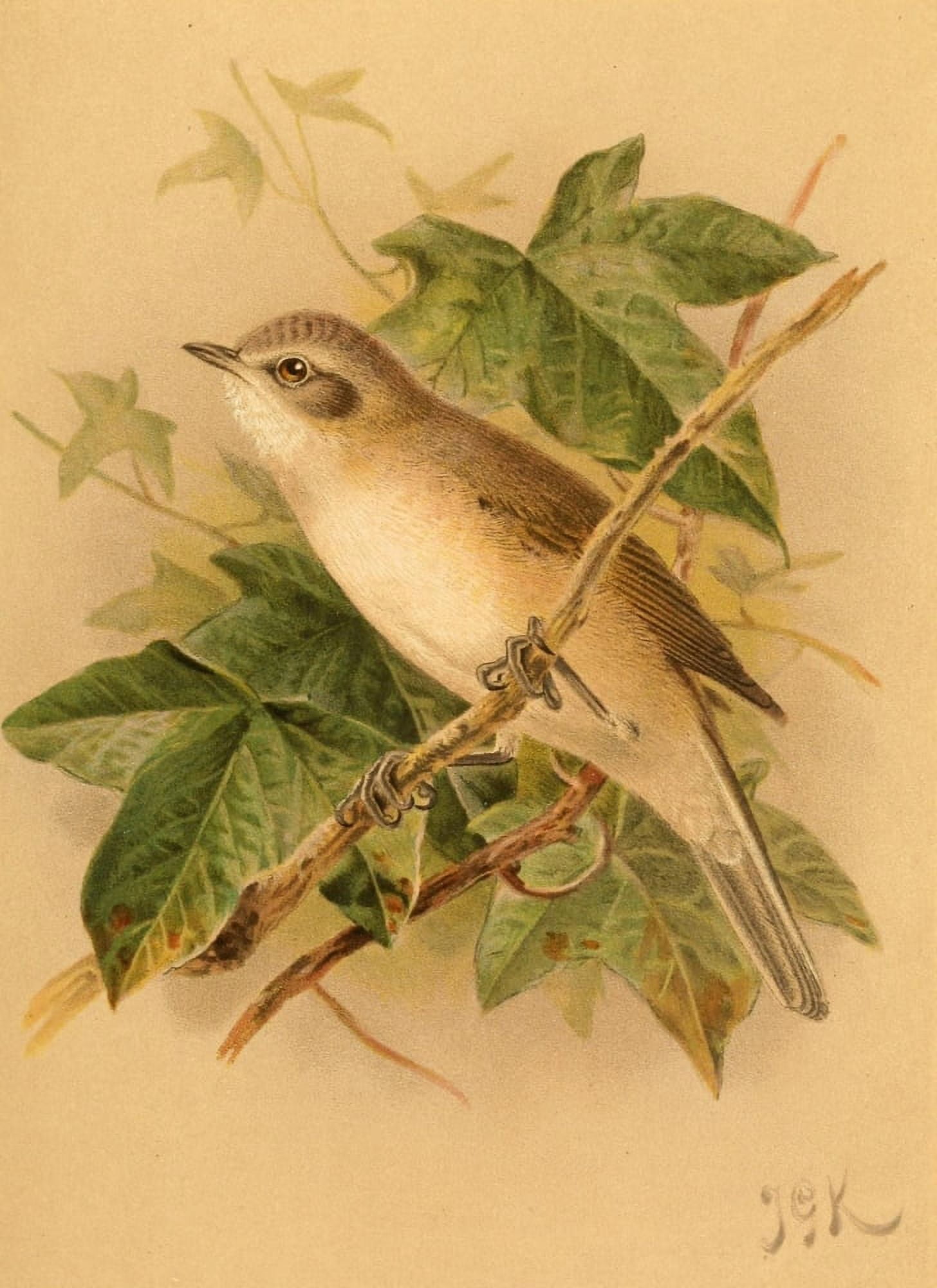 Birds of the British Islands 1885 Whitethroat Lesser Canvas Art - John G Keulemans (18 x 24)