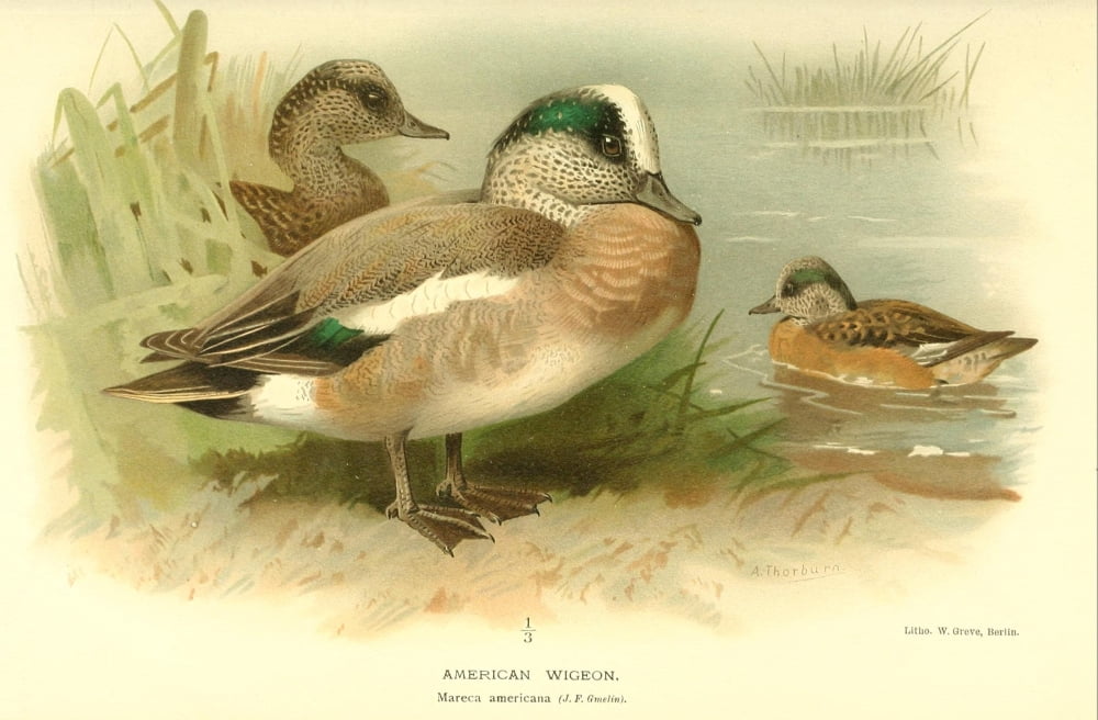 Birds of the British Islands 1885 Wigeon American Canvas Art - A Thorburn (18 x 24)