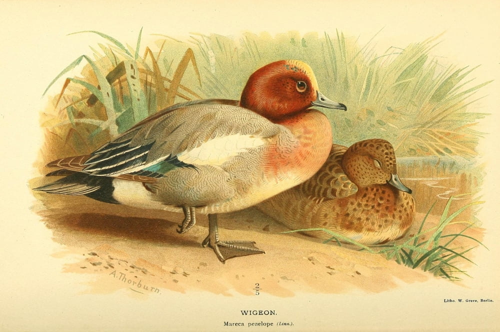 Birds of the British Islands 1885 Wigeon Canvas Art - A Thorburn (24 x 36)