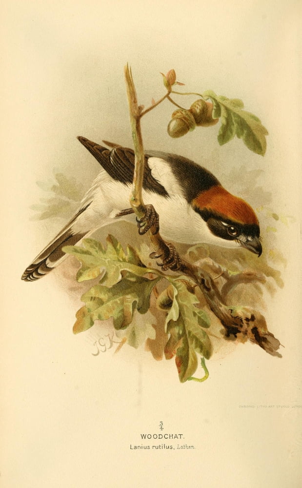 Birds of the British Islands 1885 Woodchat Canvas Art - John G Keulemans (24 x 36)