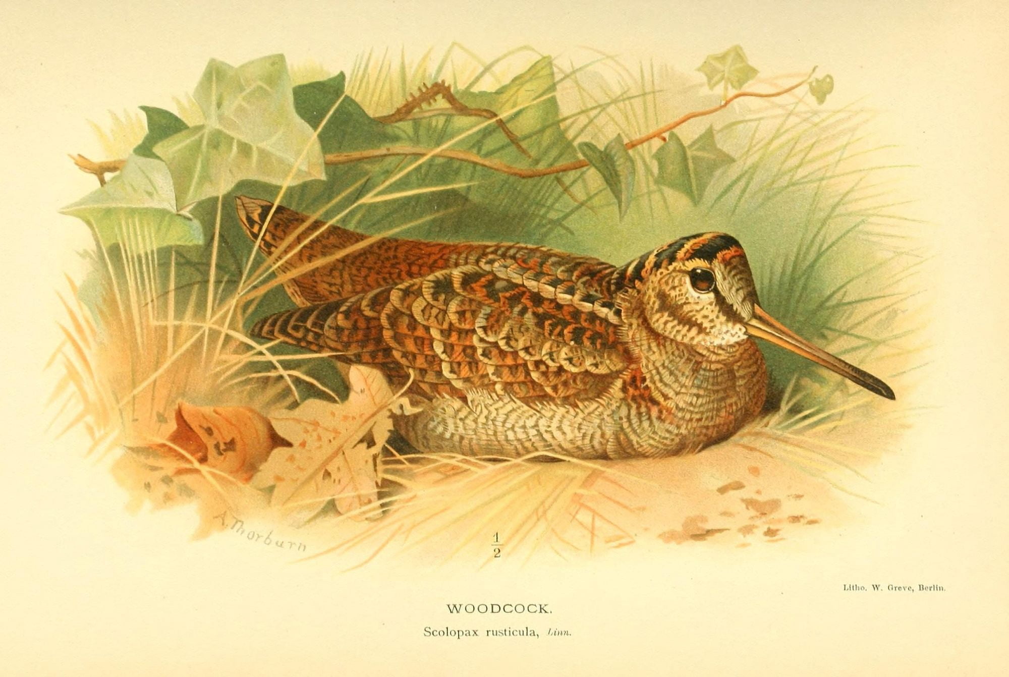 Birds of the British Islands 1885 Woodcock Canvas Art - Archibald Thorburn (24 x 36)