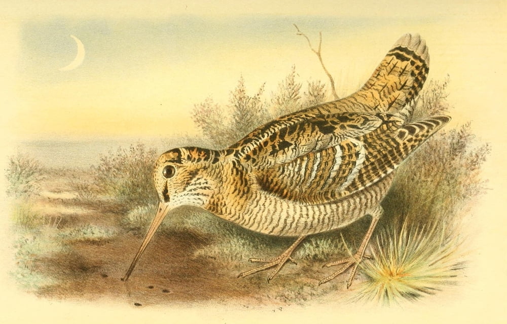 Birds of the British Islands 1885 Woodcock Canvas Art - Joseph Smit (18 x 24)
