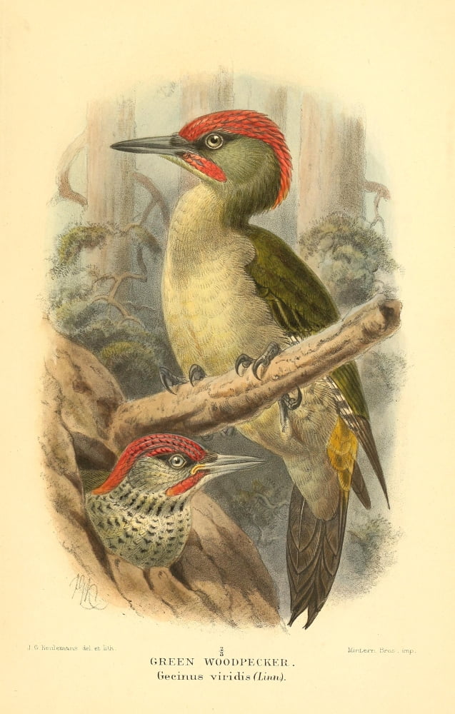 Birds of the British Islands 1885 Woodpecker Green Canvas Art - John G Keulemans (24 x 36)