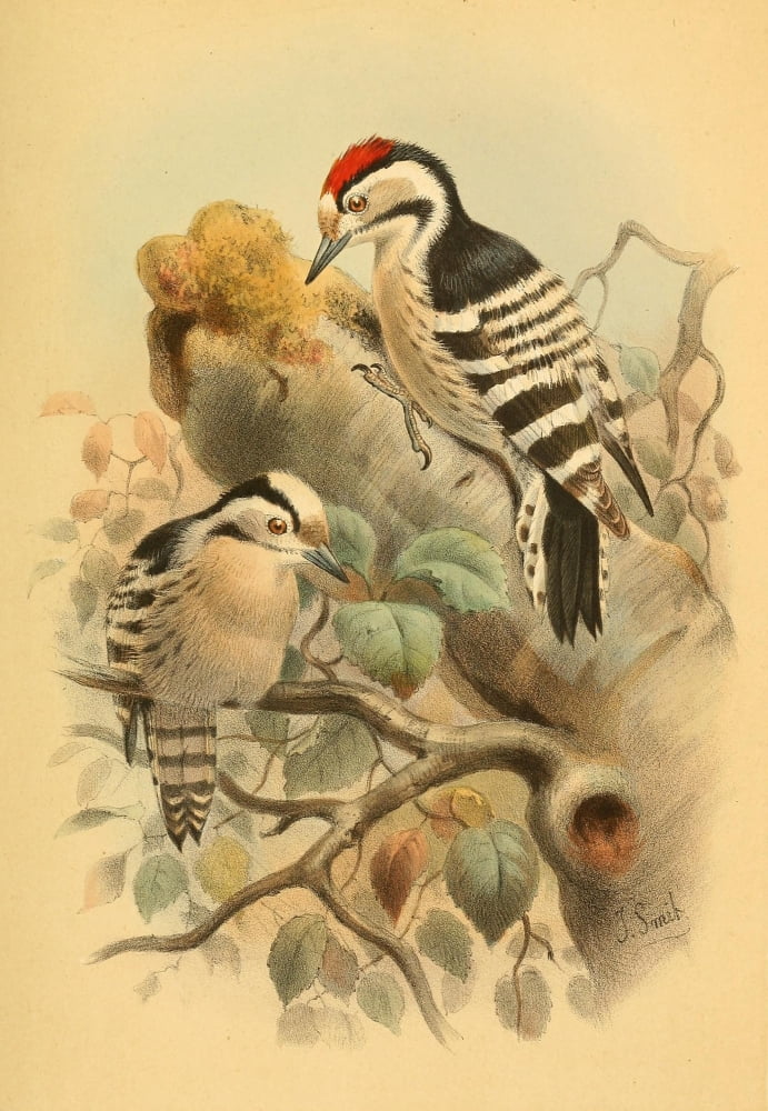 Birds of the British Islands 1885 Woodpecker Lesser Spotted Canvas Art - Joseph Smit (24 x 36)