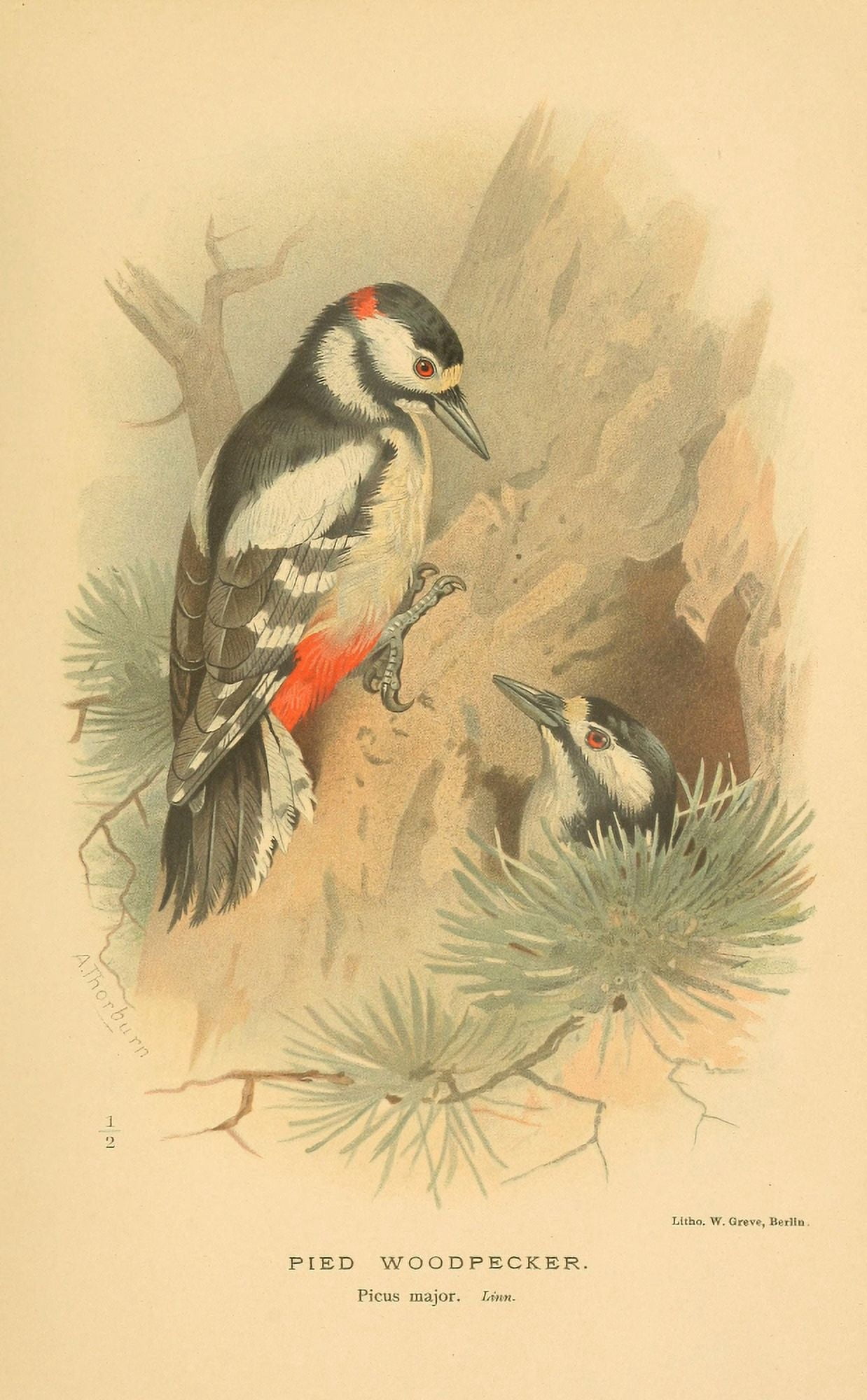 Birds of the British Islands 1885 Woodpecker Pied Canvas Art - Archibald Thorburn (18 x 24)