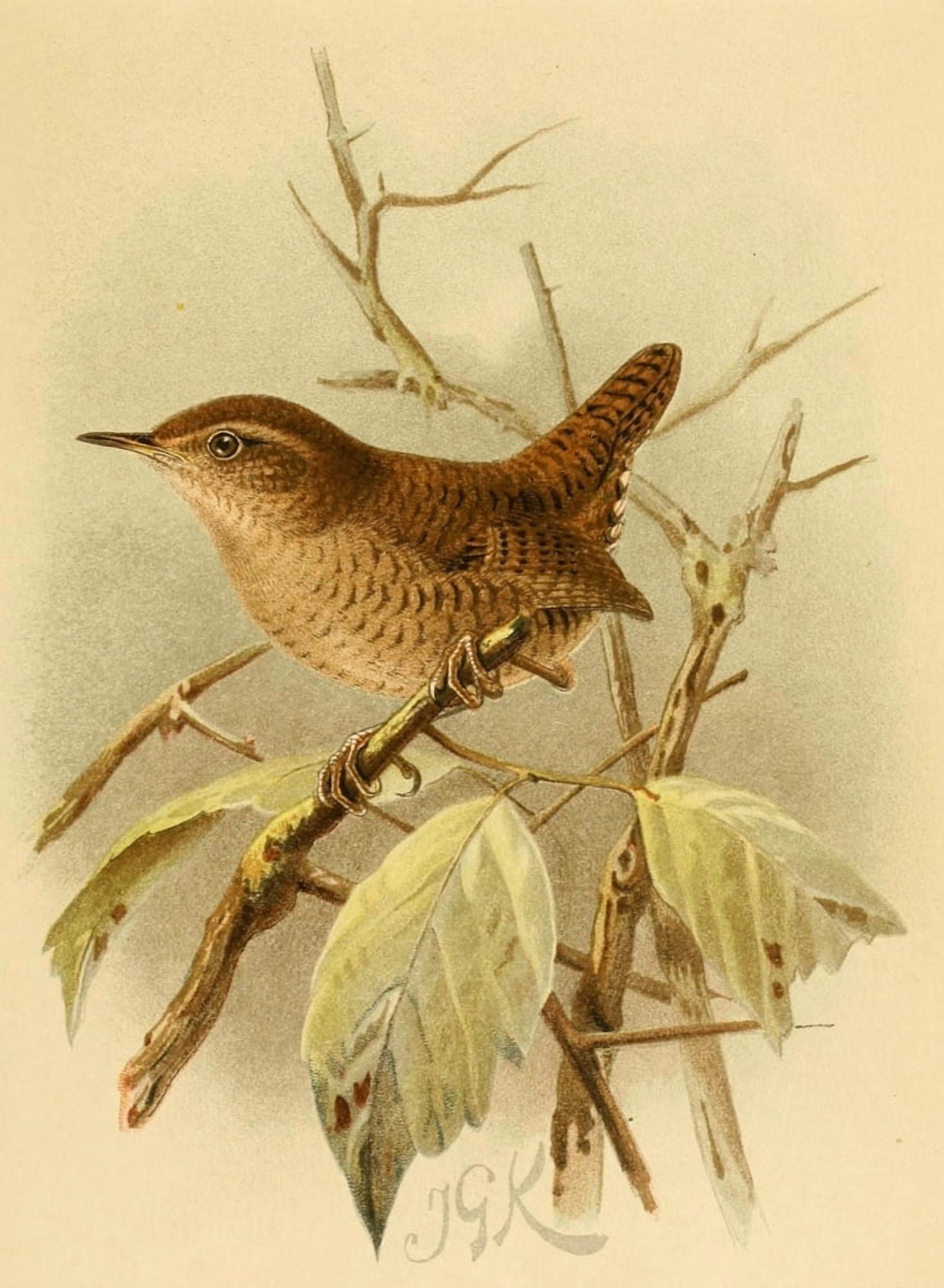 Birds of the British Islands 1885 Wren Canvas Art - John G Keulemans (18 x 24)
