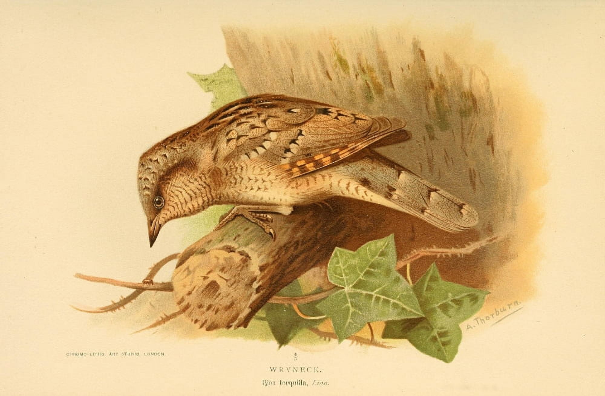Birds of the British Islands 1885 Wryneck Canvas Art - Archibald Thorburn (24 x 36)