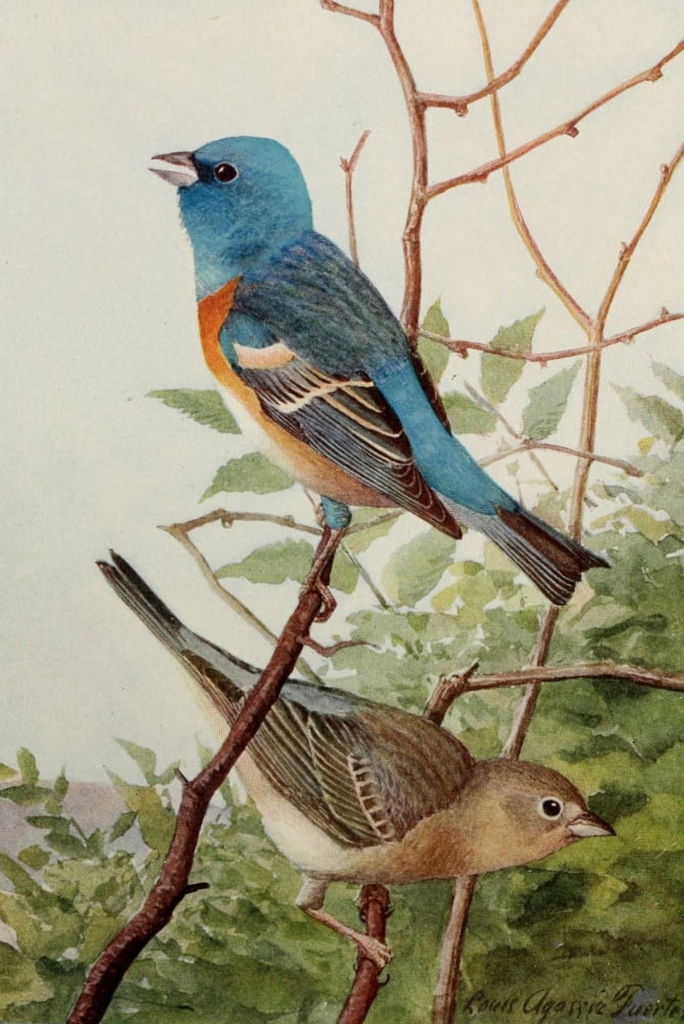 Birds of the Rockies 1902 Lazuli Bunting Canvas Art - LA Fuertes (18 x 24)