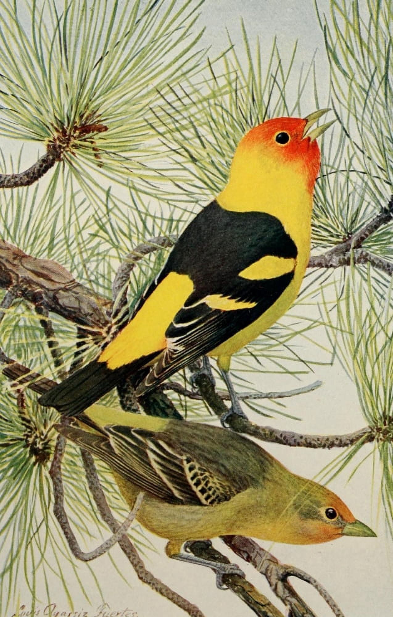 Birds of the Rockies 1902 Louisiana Tanager Canvas Art - LA Fuertes (24 x 36)