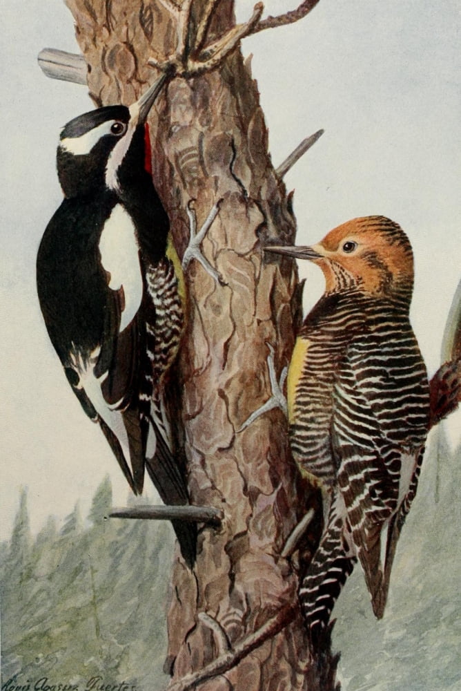 Birds of the Rockies 1902 Sapsuckers Canvas Art - LA Fuertes (18 x 24)