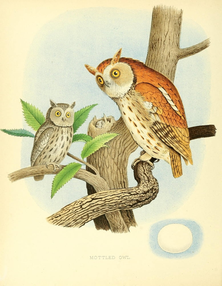 Birds of the United States 1898 Mottled Owl Canvas Art - Unknown (18 x 24)