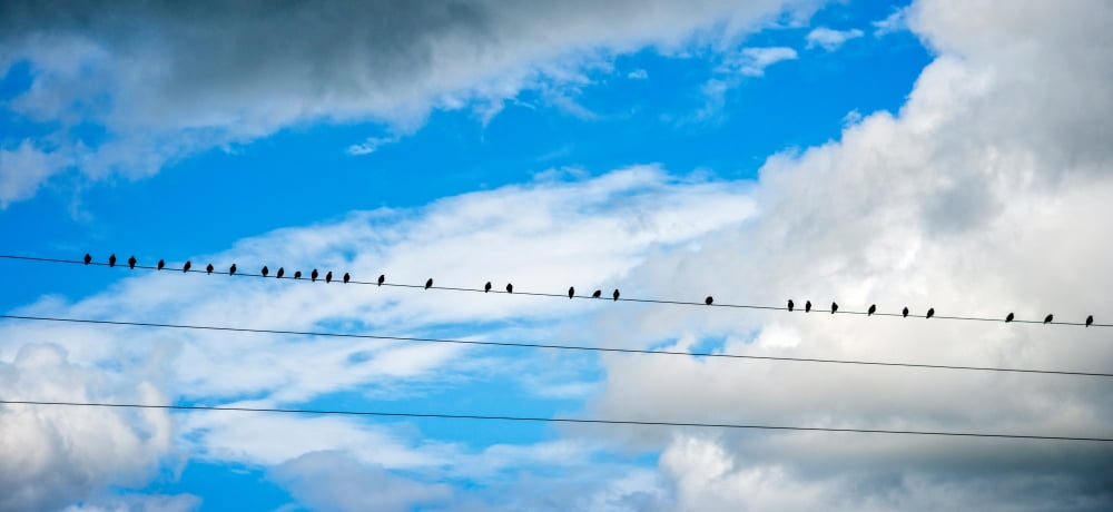 Birds perching on a wire Baden-Wurttemberg Germany Canvas Art - Panoramic Images (27 x 9)
