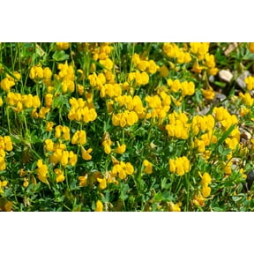 Birdsfoot Trefoil Seed Forage Legume for Pasture, Hay, & Silage (1 Pound)
