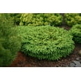 thumbnail image 1 of RedCrocus Birdsnest Norway Spruce Picea abies 'Nidiformis' - Compact Evergreen for Rock Gardens, Containers, Landscape Accents  1 Gallon, 1 of 23