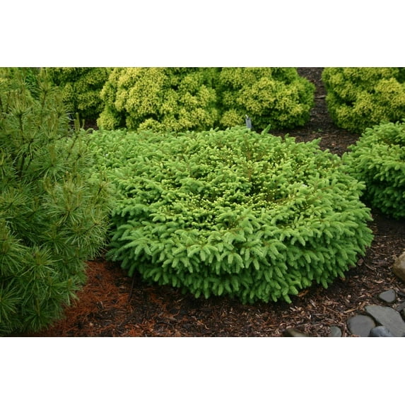 RedCrocus Birdsnest Norway Spruce Picea abies 'Nidiformis' - Compact Evergreen for Rock Gardens, Containers, Landscape Accents 1 Gallon