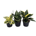 thumbnail image 1 of Birdsnest Snake Plant Collection - Sanseveria - 3 plants growing in 2" pots, 1 of 3