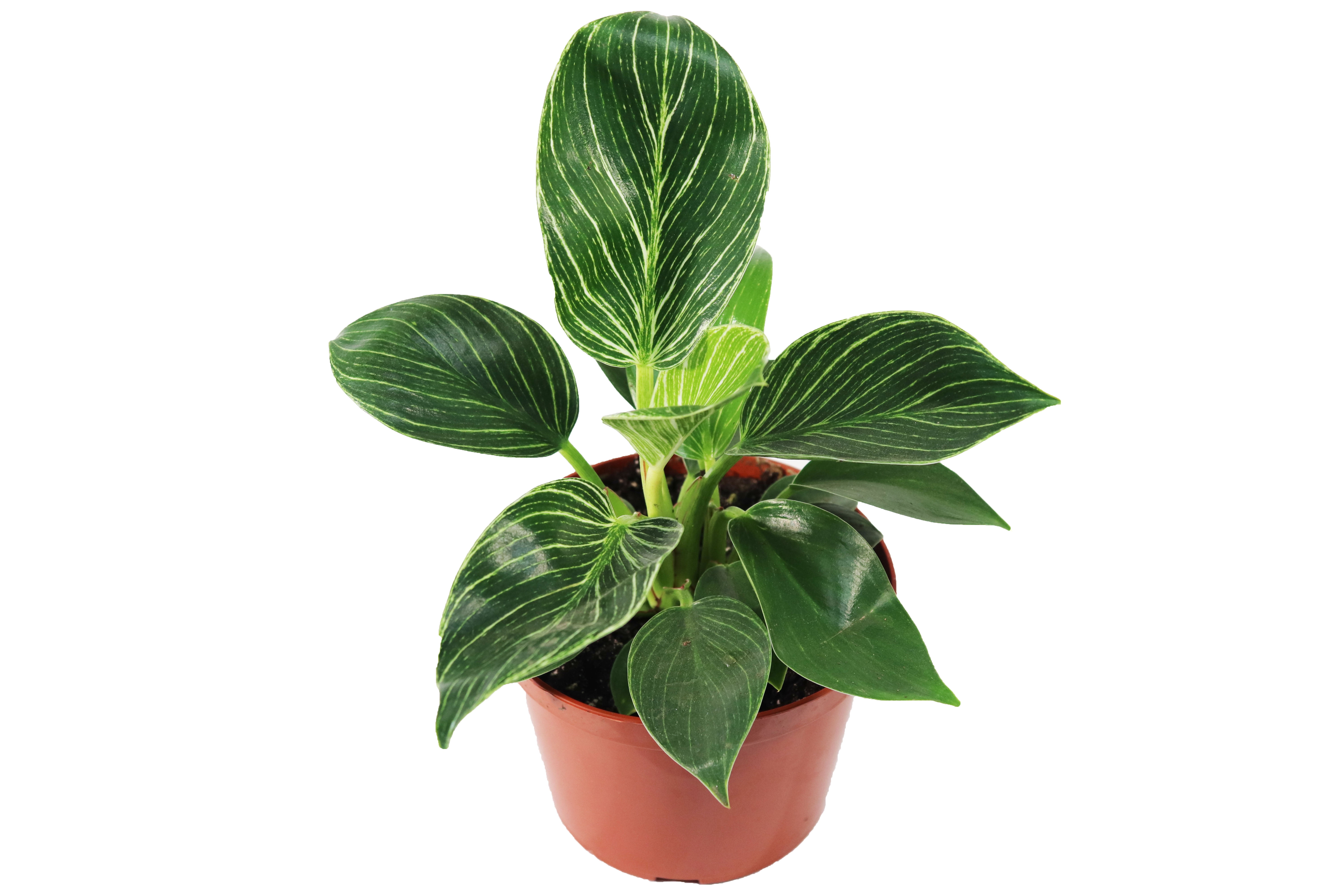 Birkin Variegated Philodendron - Thumbnail 2