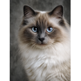thumbnail image 1 of Birman Cat Portrait Canvas Print Wall Art for Living Room Bedroom Office Home Pet Lover Gift Decor, 1 of 8