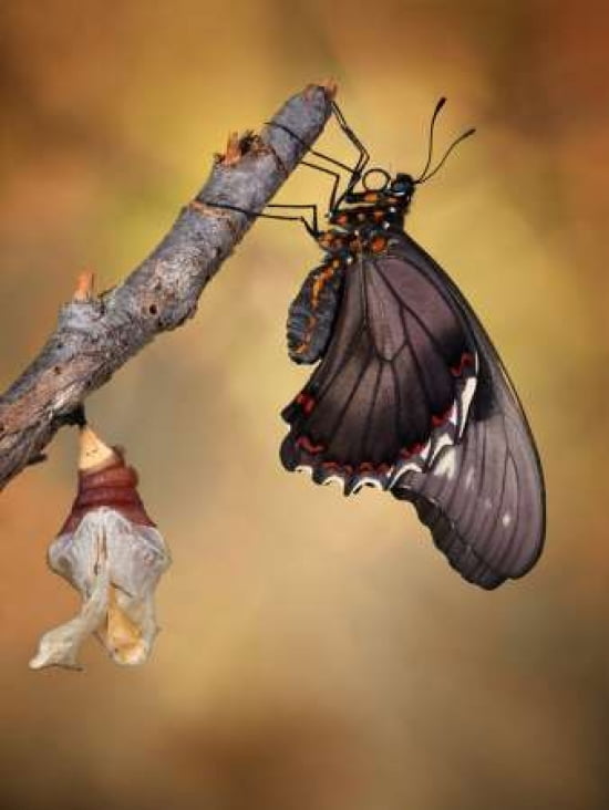 Birth Of A Swallowtail Canvas Art - Jimmy Hoffman (18 x 24)