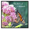 thumbnail image 1 of The Birth Of A Monarch: Metamorphosis of a Monarch Butterfly, (Paperback), 1 of 1