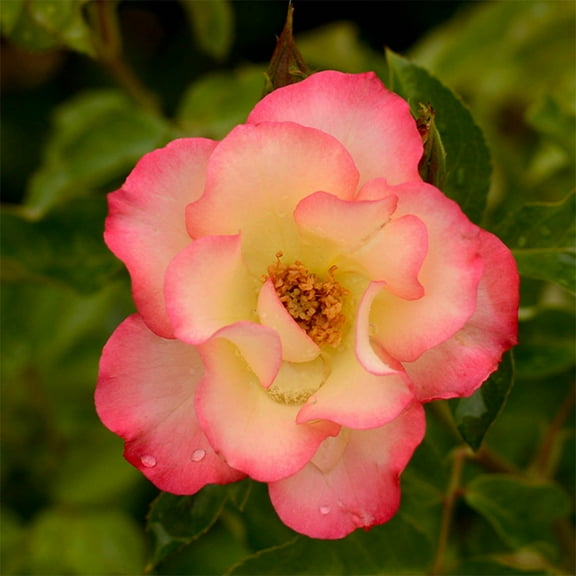 Birthday Girl Shrub Rose by Heirloom Roses - Multi Colored Rose Bushes