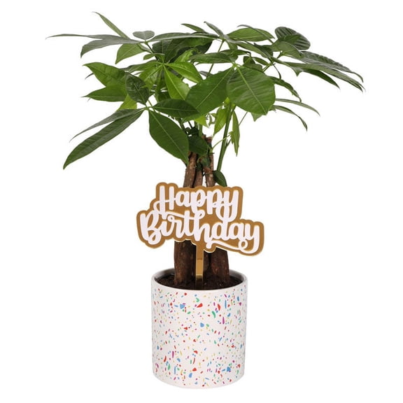 From You Flowers - Birthday Wishes Money Tree