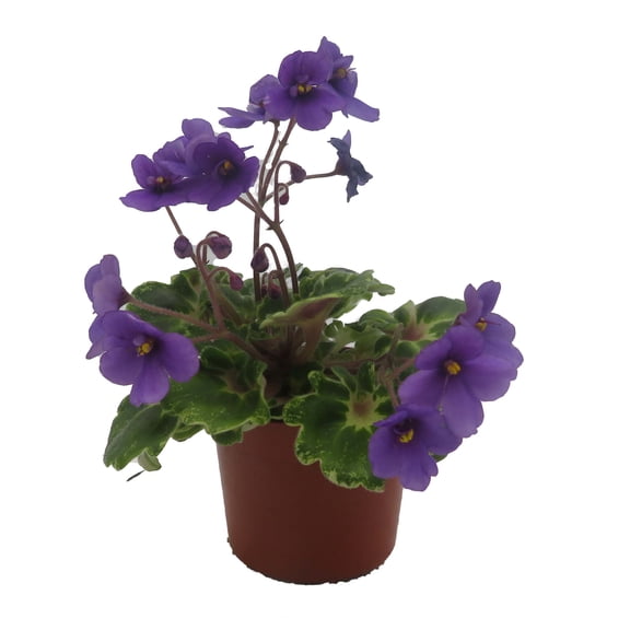 Biscayne Trail Micro Miniature African Violet - 2.5" Pot - Violet Collector's Series
